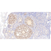 Anti -Ki67 PAB de lapin pour la recherche sur le cancer IHC si l'anticorps principal