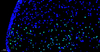Fluorescein (FITC) Kit de détection de l'apoptose de la cellule Tunel 500T pour la section de paraffine Section congelée Cellule de cellule Cellule Cellule