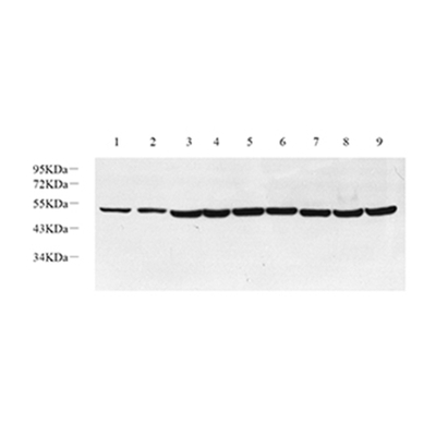 GB11138-1 Purification PAB de lapin anti-Neun