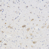 ANTI -NGF PAB de lapin IHC si l'anticorps polyclonal