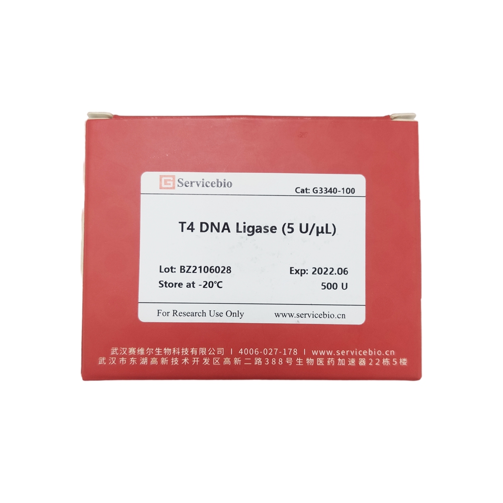 T4 ADN LIGASE 5 U / μL pour la connexion de l'ADN Réactif de biologie moléculaire
