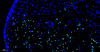 Kit de détection de l'apoptose de la cellule CF488 TDT Etiquetage de Nick de Nick-Dutt