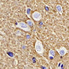 Anti-gap43 pab de lapin neurodéveloppement immunoblottage