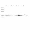 GB11559 Antibody Polyclonal Anti -BDNF PAB de lapin