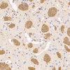 GB11226-1 Anti -Myelin Pata de lapin de la protéine de base