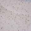 Anticorps anti-gfap de lapin de lapin pour l'anticorps polyclonal d'immunoblottage de l'ouest de l'occidental