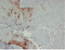 //iororwxhrkjnln5q-static.micyjz.com/cloud/lrBpjKnjlkSRqippjkqpip/a7c789ddc4dd4ac0db407d31b71e7a03-60-60.png