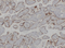 //iororwxhrkjnln5q-static.micyjz.com/cloud/lrBpjKnjlkSRqipplkijiq/e1bc248353a1e2a00d6b7672b68666a2-60-60.png
